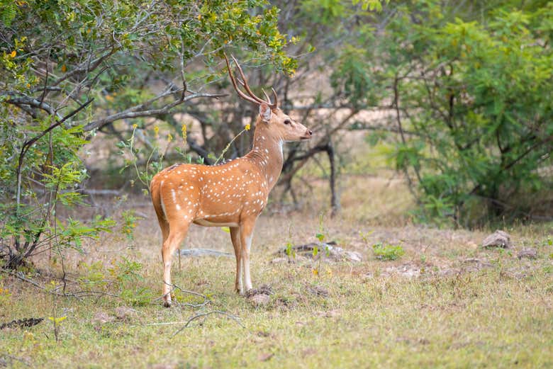 A deer with its big antlers