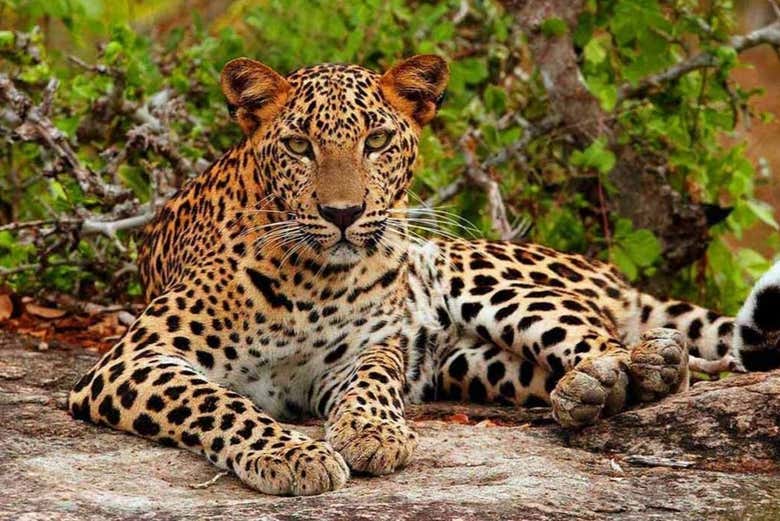 A leopard chilling