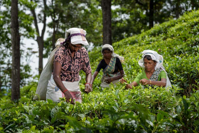 Uva Halpewatte Tea Factory Visit in Ella Book at