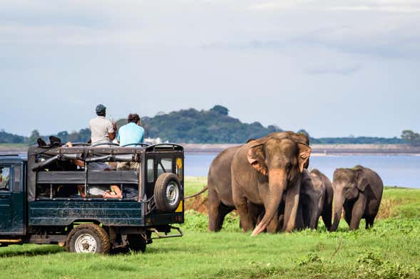 yala safari ticket price