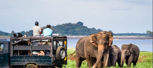 Safari por el Parque Nacional Yala