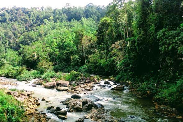 Excursão privada à reserva de Sinharaja