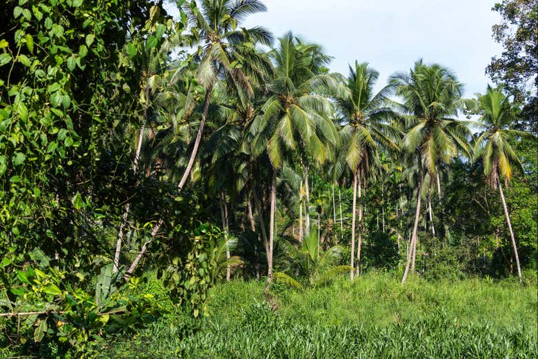 Walk through lush vegetation