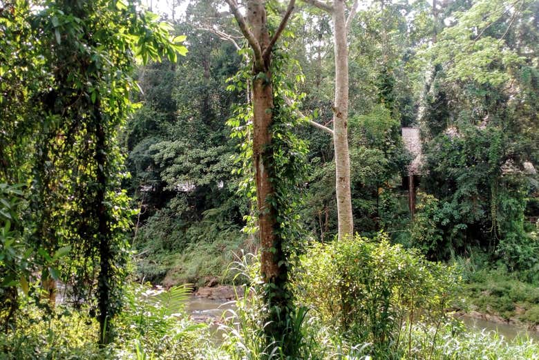 Explore Sinharaja Forest Reserve