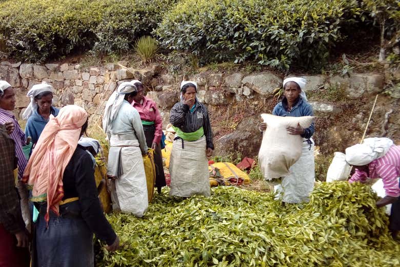 Women picking tea leaves