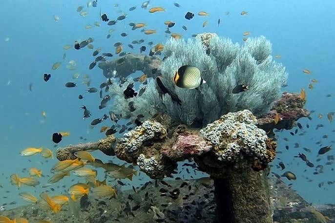 Arrecife de coral de Hikkaduwa