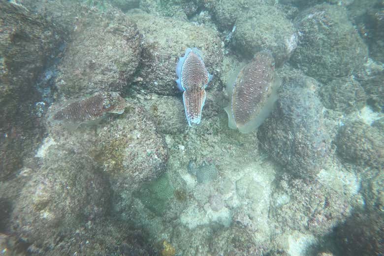 Fauna del arrecife de Goda Gala