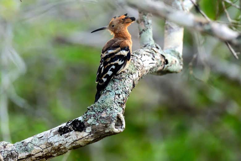 Kaudulla National Park hosts a variety of birds