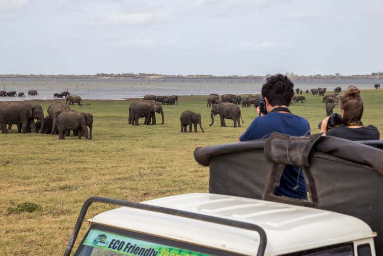 Kaudulla elephants sighting