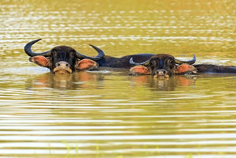 Buffalos in Kaudulla National Park
