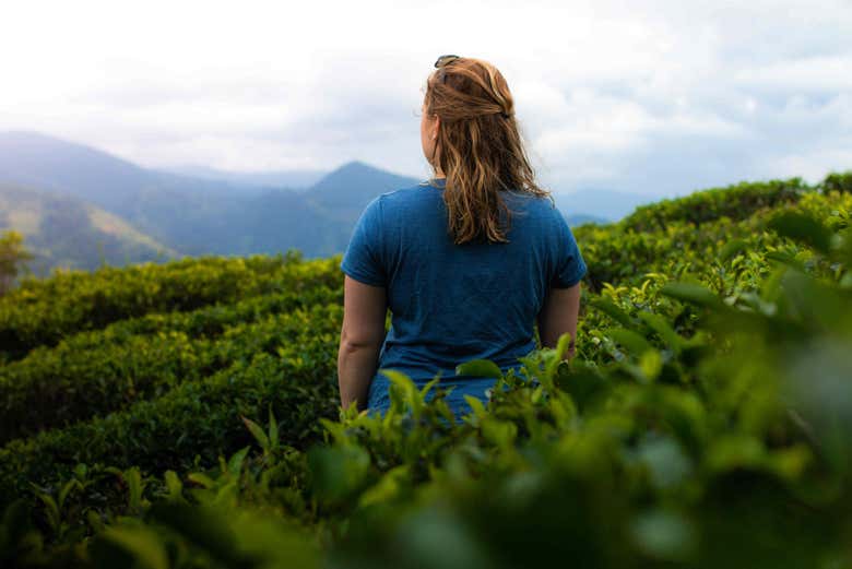 Atravesando las plantaciones de té