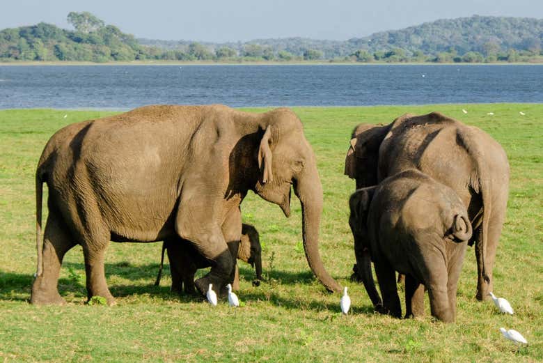 Kaudulla elephants