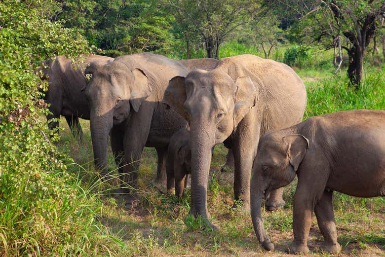 Elefantes do Parque Ecológico de Hurulu
