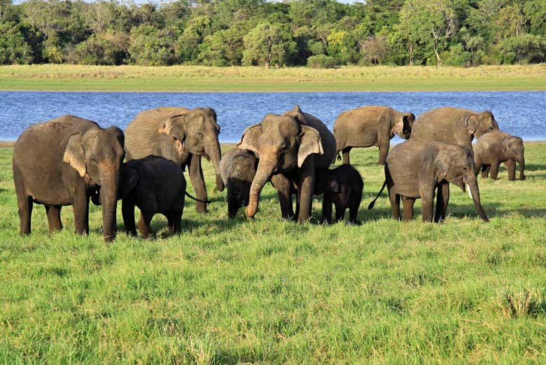 Il Parco Nazionale di Minneriya, Sri Lanka