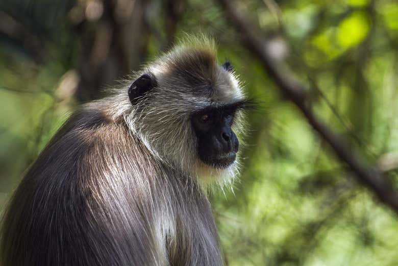 Scimmia di Minneriya, Sri Lanka