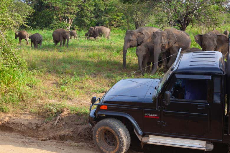 Parque Ecológico de Hurulu, Sri Lanka