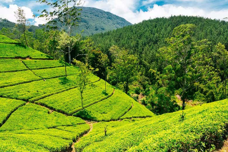 Piantagioni di tè a Nuwara Eliya