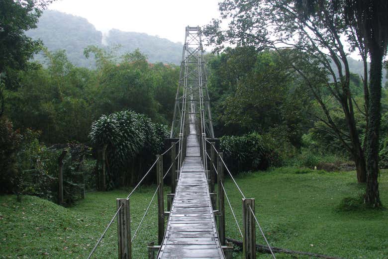Il ponte del Giardino Botanico di Peradeniya