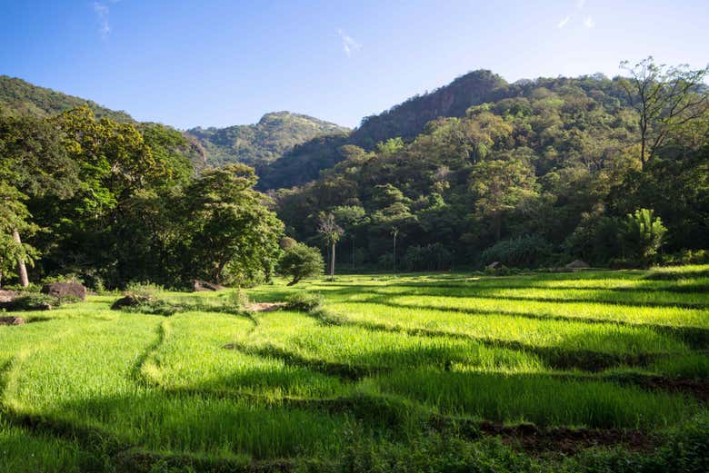 Plantations de riz dans la cordillère de Knuckles