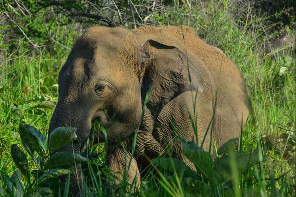 Safari privato al Parco Ecologico di Hurulu