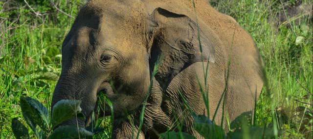 Hurulu Eco Park Private Safari