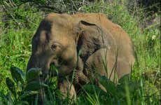 Safari privado por el Parque Ecológico de Hurulu