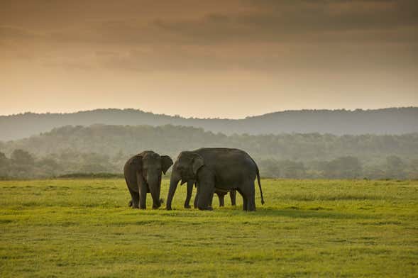 Private Kaudulla National Park Safari