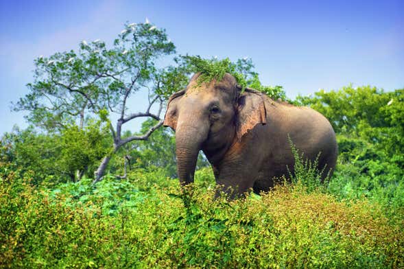 Safari por el Parque Nacional de Minneriya