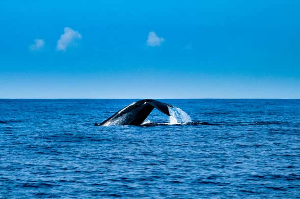 Whale Watching in Mirissa