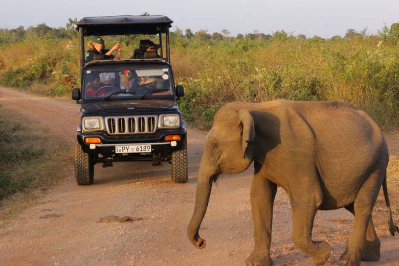 Private safari in Udawalawe