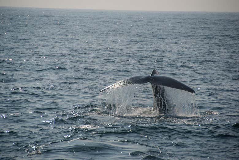 Coda di balena
