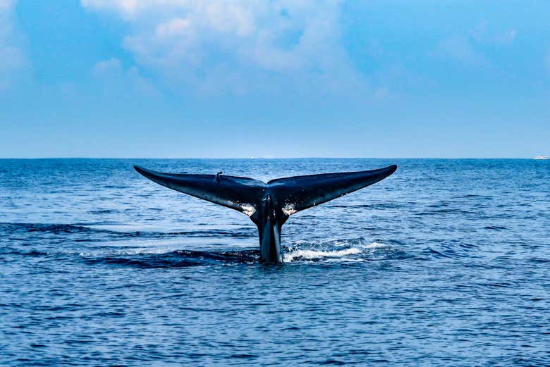 Coda di balena a Mirissa