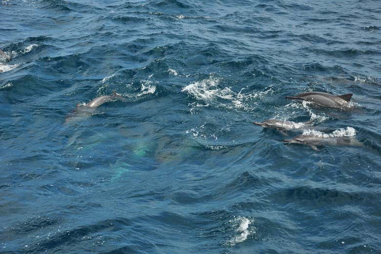 Avvistamento di delfini a Mirissa