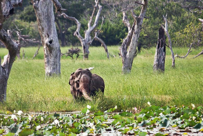 En Yala habita una destacada colonia de elefantes asiáticos