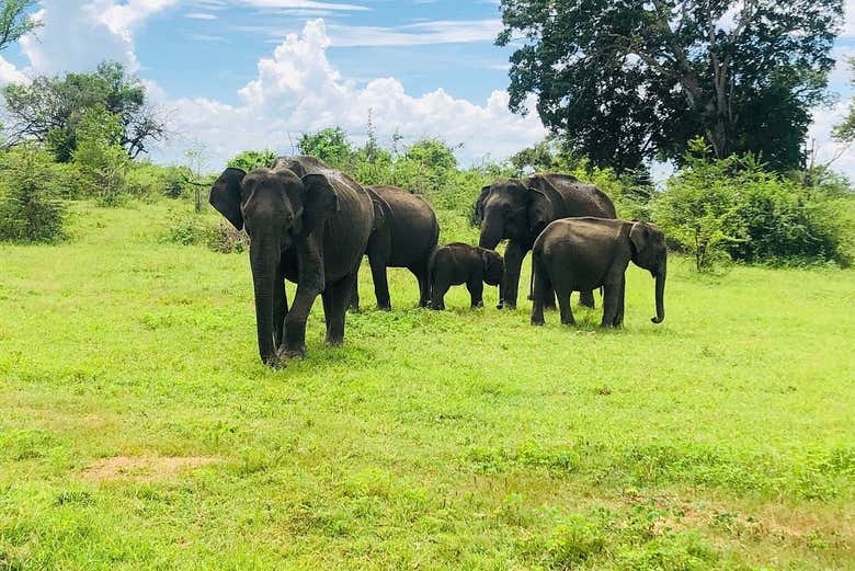Elefantes asiáticos