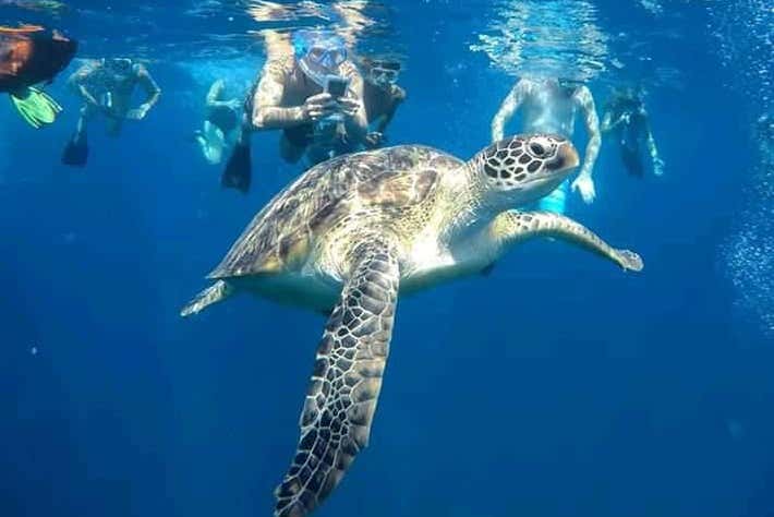 Fotografiando a las tortugas