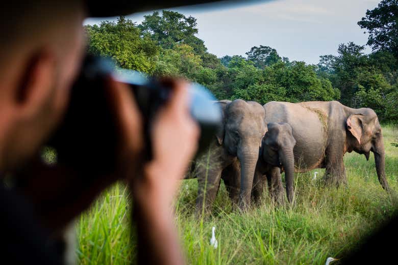 Podréis fotografiar de cerca a los elefantes