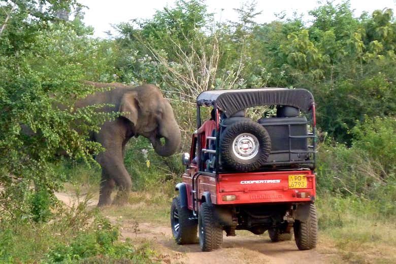 Veremos elefantes y otras especies