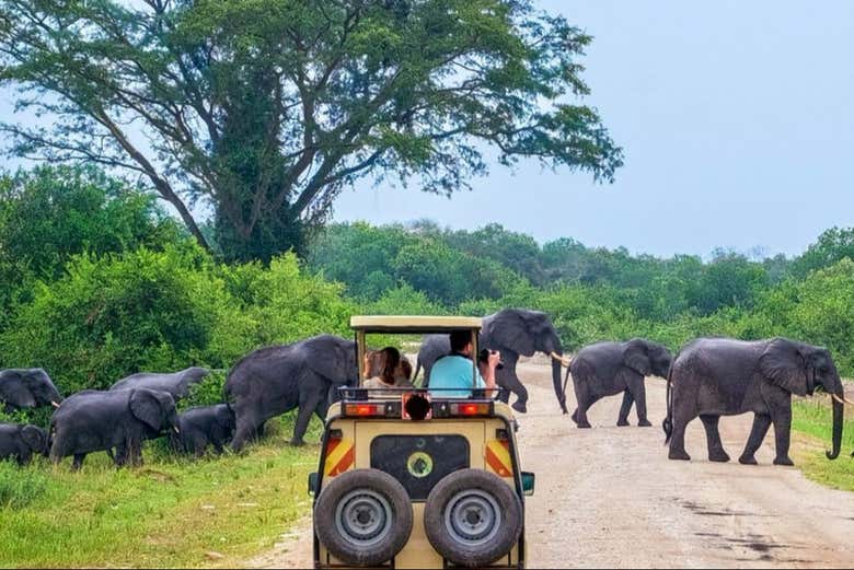 Veremos desde cerca a las manadas de elefantes