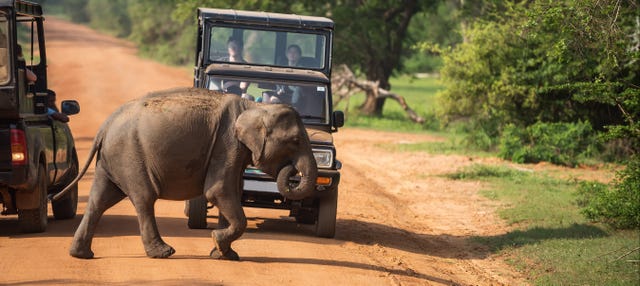 Safari por el Parque Nacional de Yala
