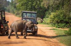 Safari privado por el Parque Nacional de Yala