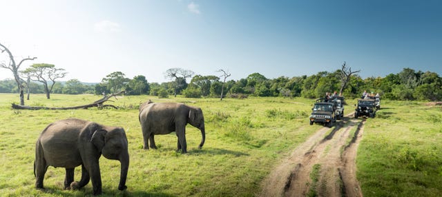 Safari por el Parque Nacional de Udawalawe