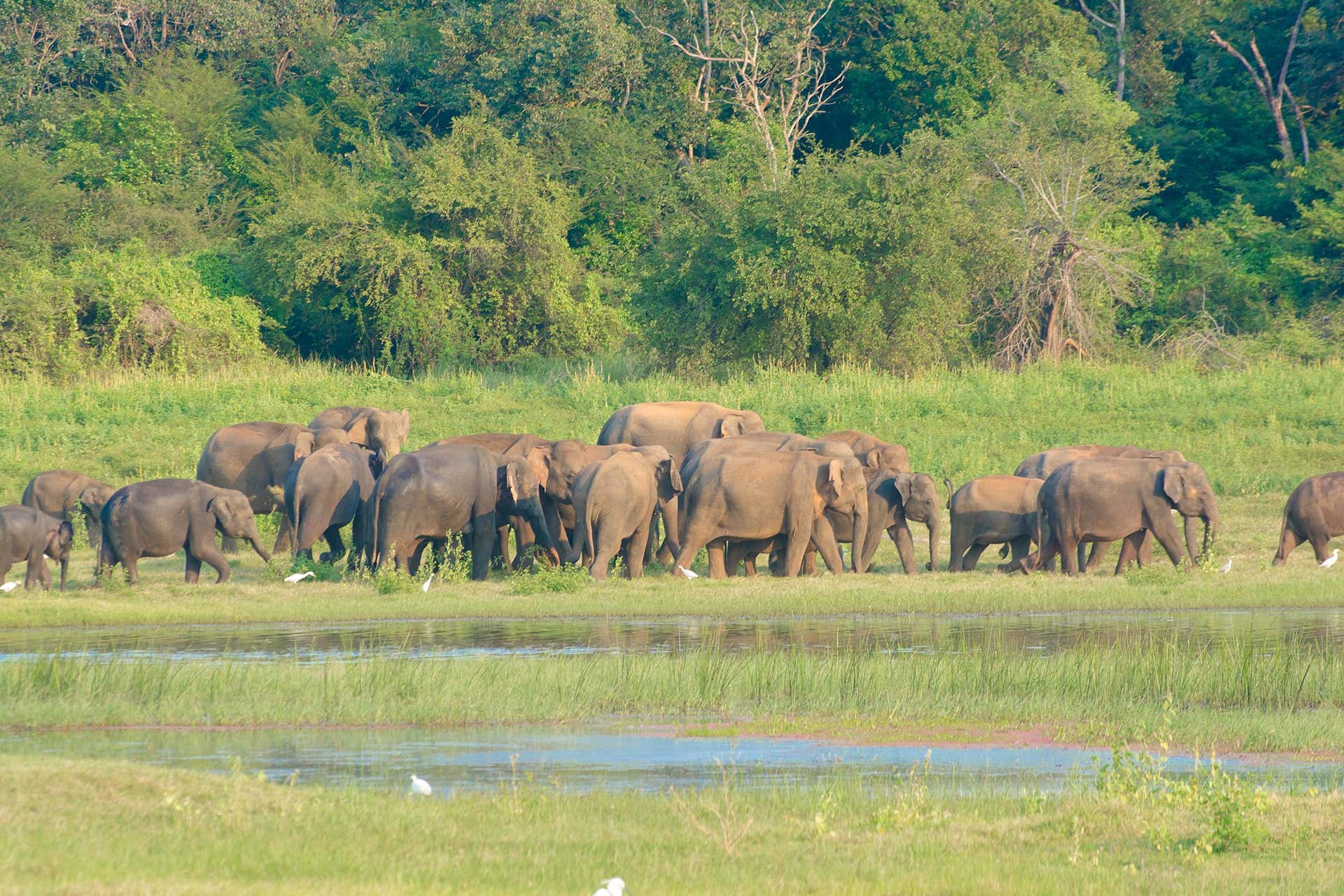 Excursión privada a Udawalawe