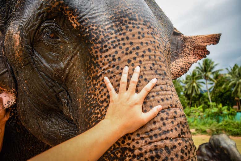 Meet the elephants at the orphanage