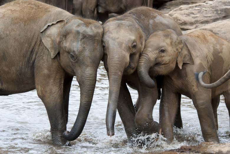 Elephant bath