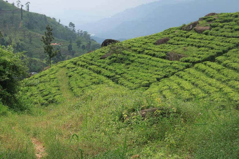 Campi di tè dello Sri Lanka