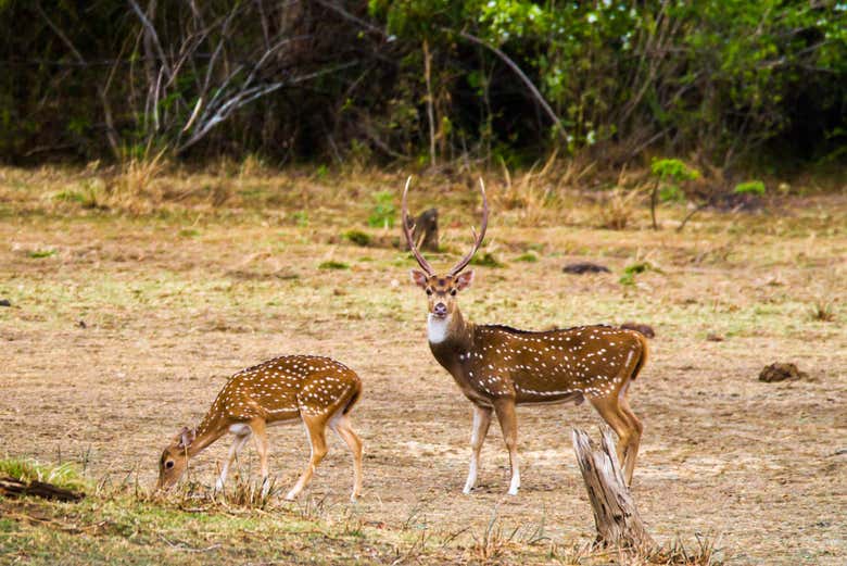 Deers around Udawalawe