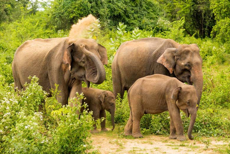 Asian elephants