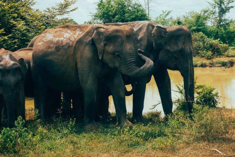 The impressive animals at Ath Sevana