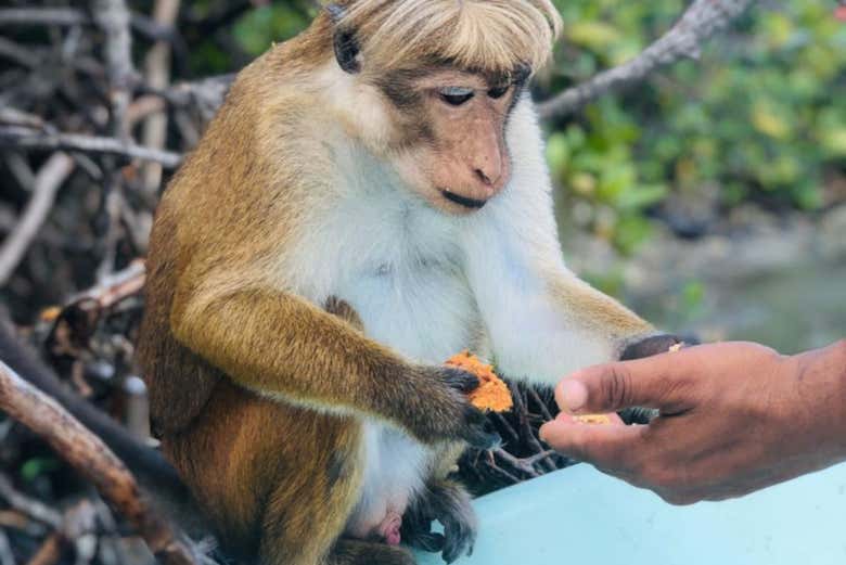 Macaco em Negombo